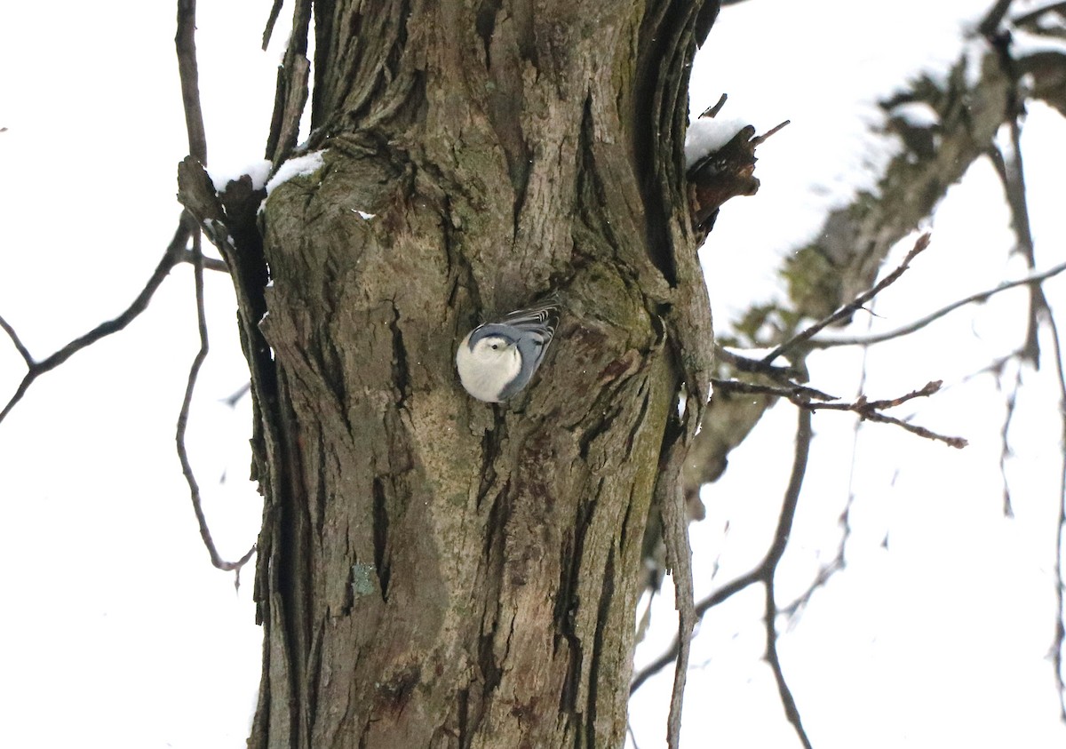 White-breasted Nuthatch - Lisa Maier