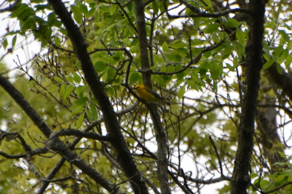 Prothonotary Warbler - Valerie Burdette