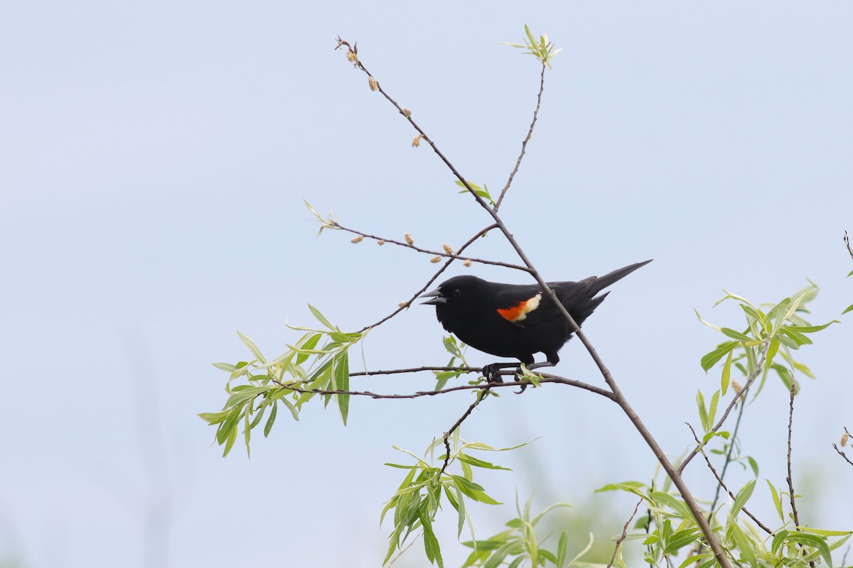 Red-winged Blackbird - Margaret Viens