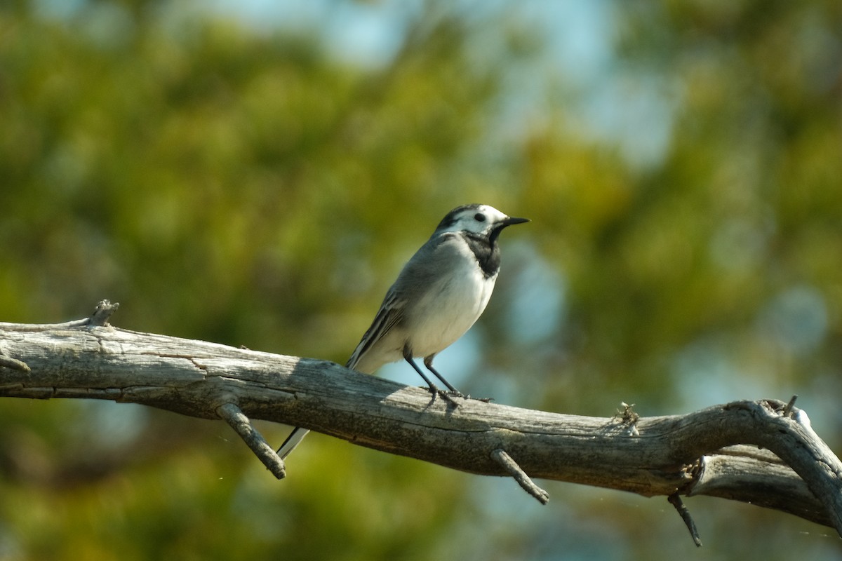White Wagtail - Devin Marshall