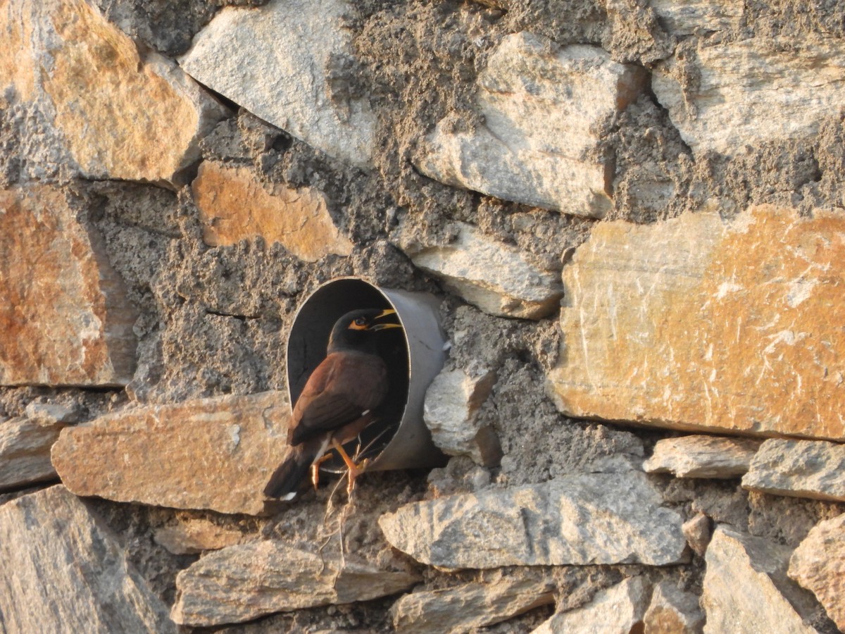 Common Myna - Prof Chandan Singh Dalawat