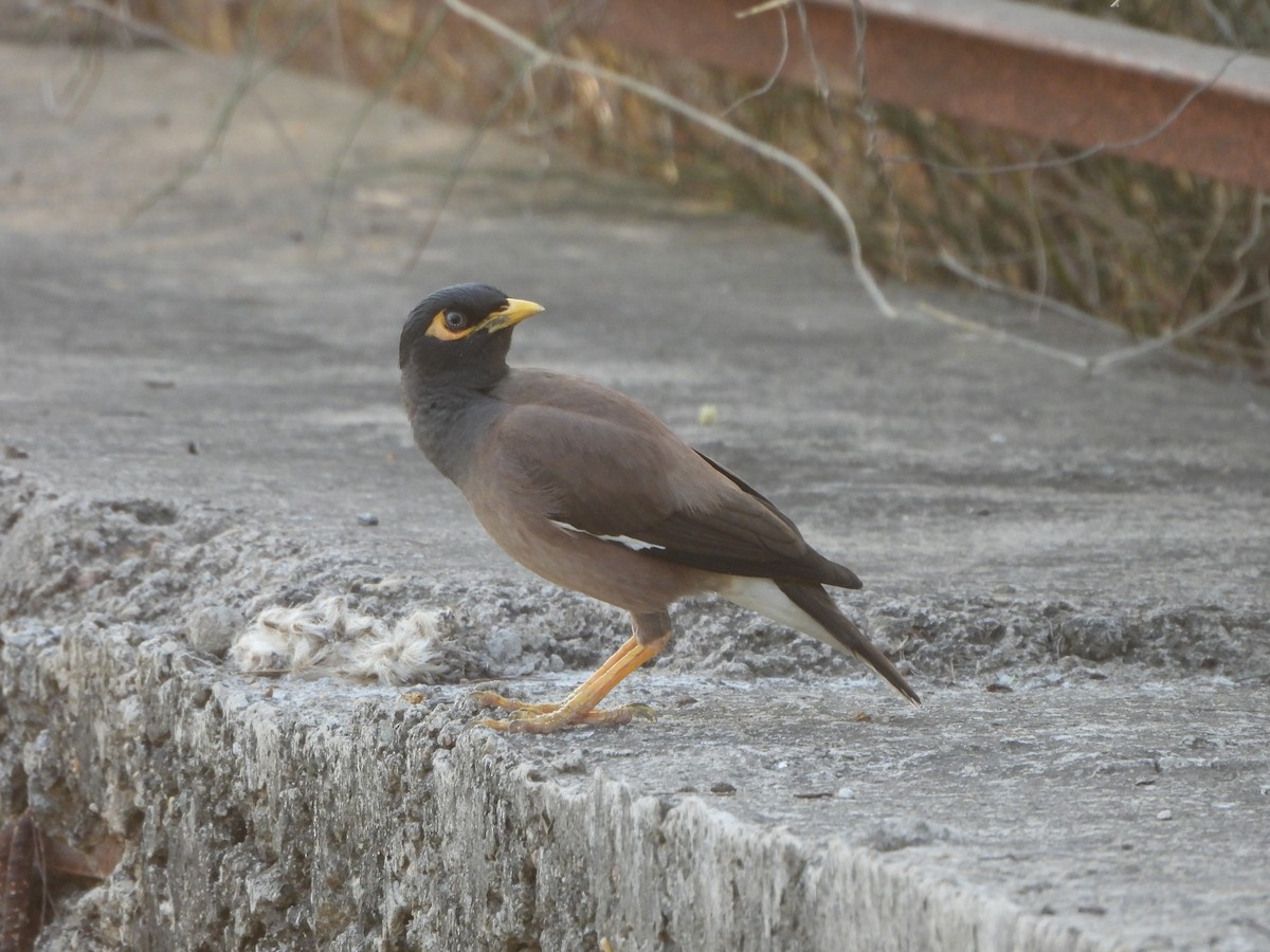 Common Myna - Prof Chandan Singh Dalawat