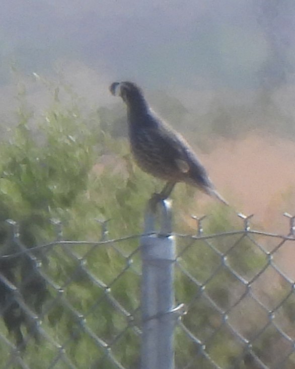 California Quail - Michael I Christie