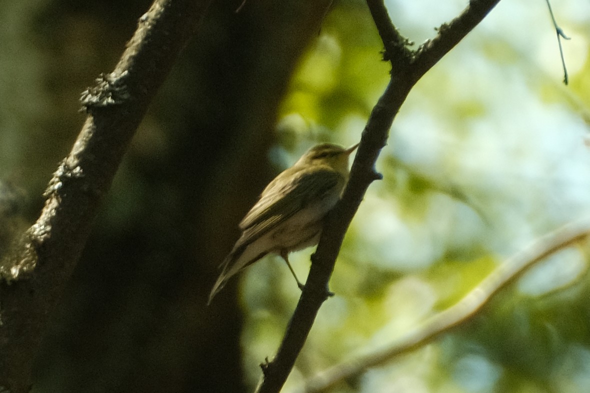 Wood Warbler - Devin Marshall