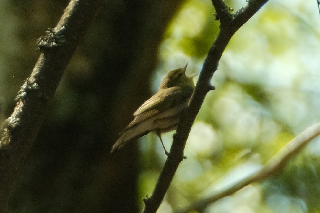 Wood Warbler - Devin Marshall