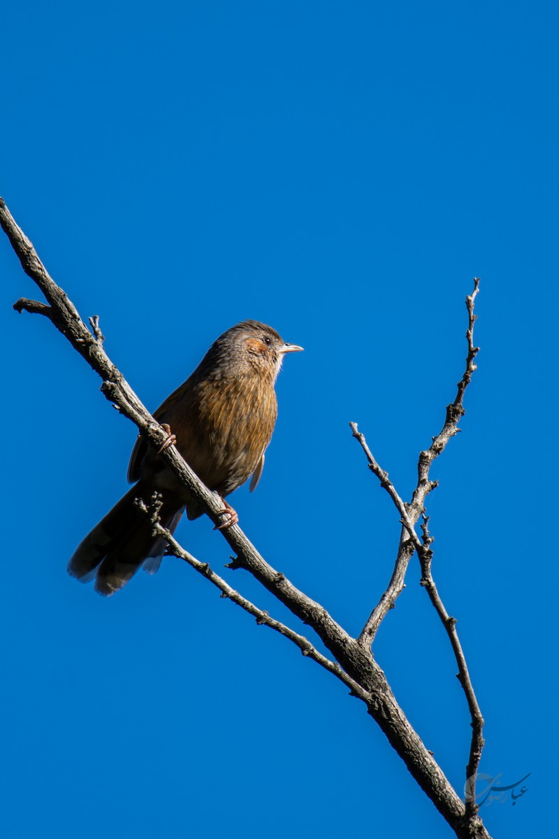 Streaked Laughingthrush - ML619488425