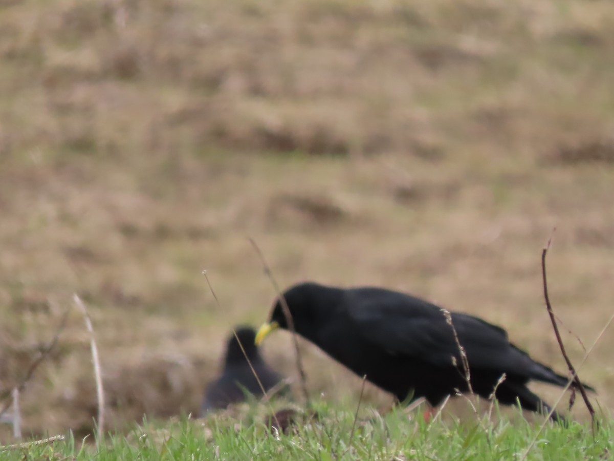 Yellow-billed Chough - Doug Kibbe