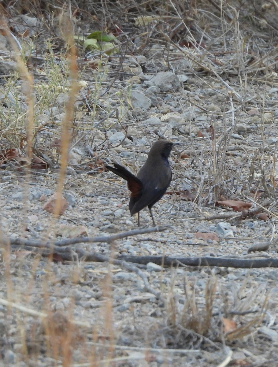 Indian Robin - Prof Chandan Singh Dalawat