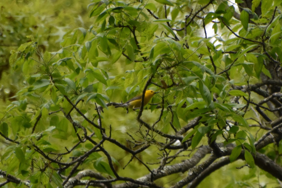 Prothonotary Warbler - Valerie Burdette