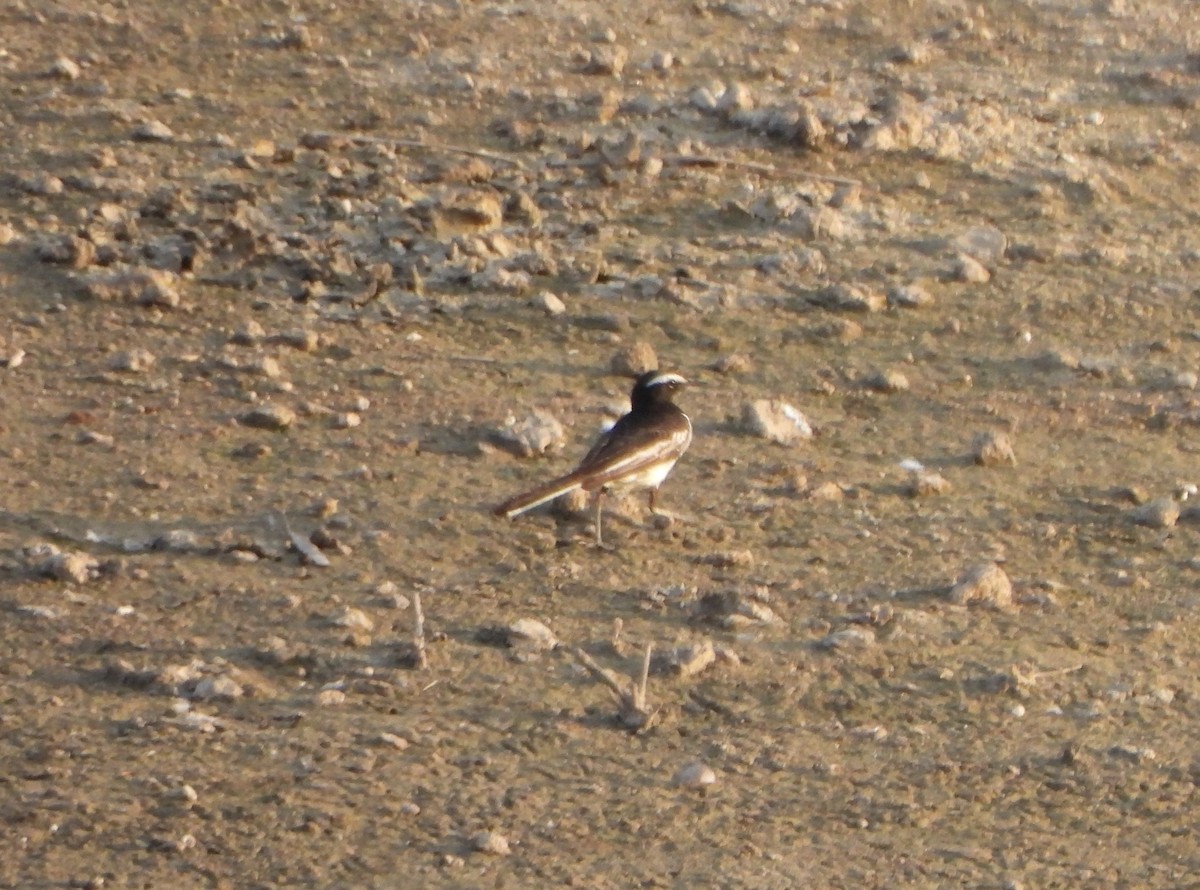 White-browed Wagtail - Prof Chandan Singh Dalawat