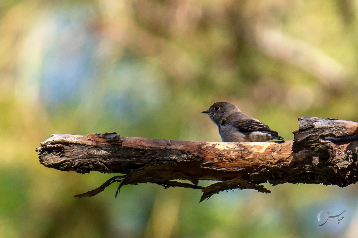 Dark-sided Flycatcher - ML619488443