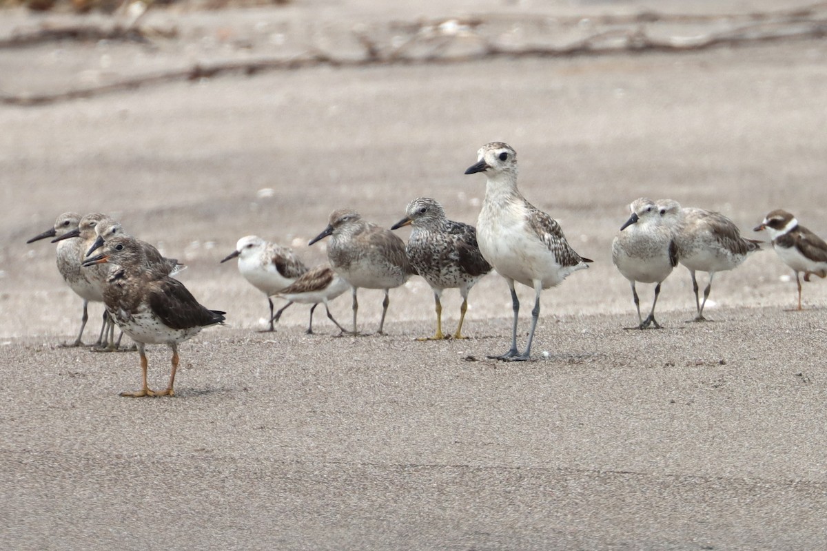 Red Knot - John van Dort