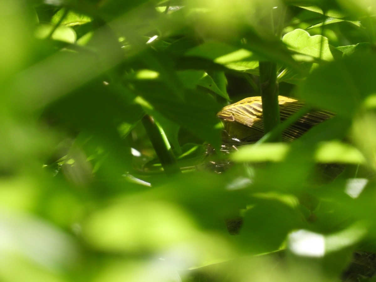 Yellow Warbler - Rich Ziegler