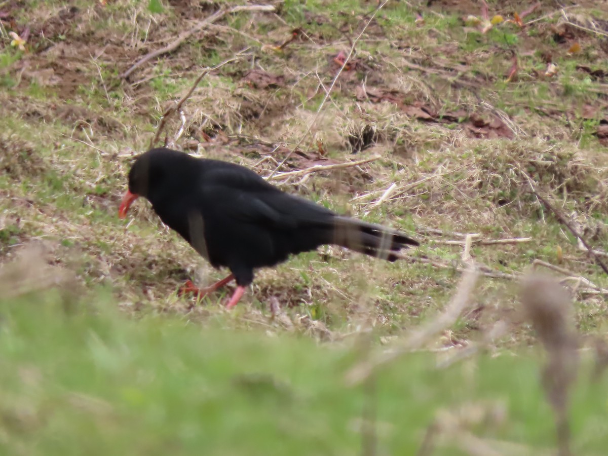 Red-billed Chough - ML619488448