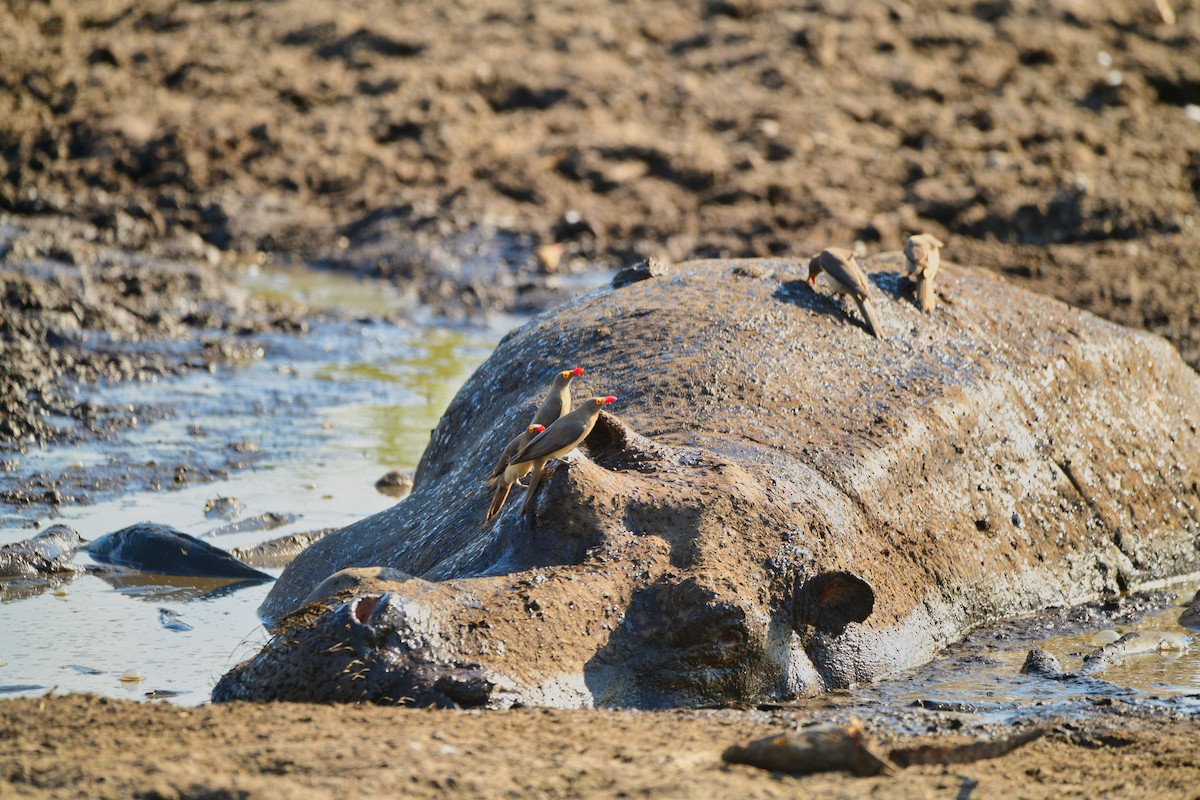 Red-billed Oxpecker - ML619488450