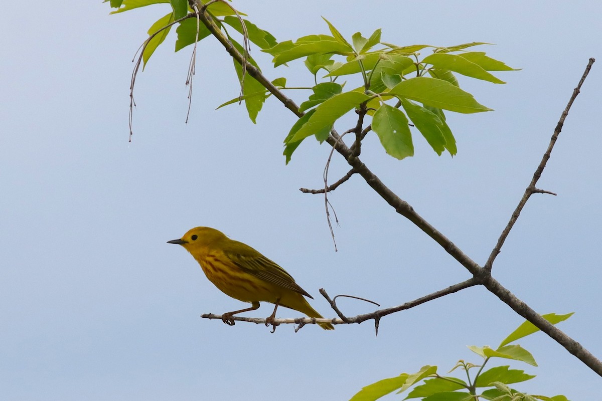 Yellow Warbler - Margaret Viens