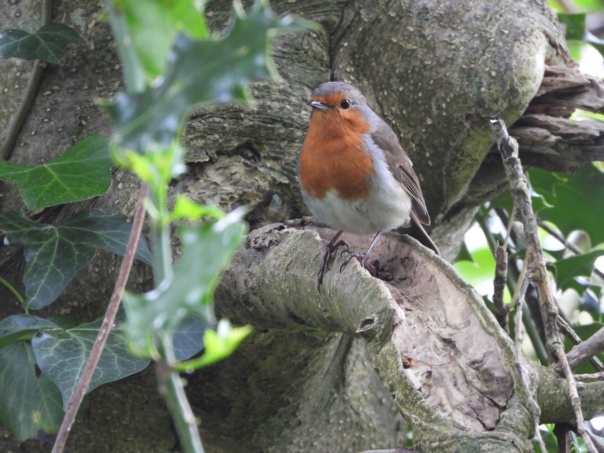 European Robin - Haydee Huwel