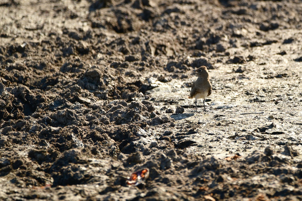 Collared Pratincole - Cole Penning