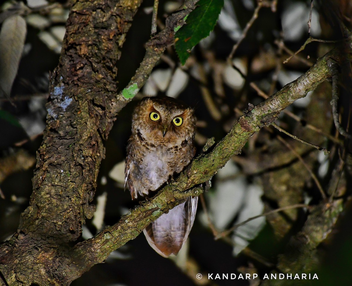 Mountain Scops-Owl - Kandarp  Andharia