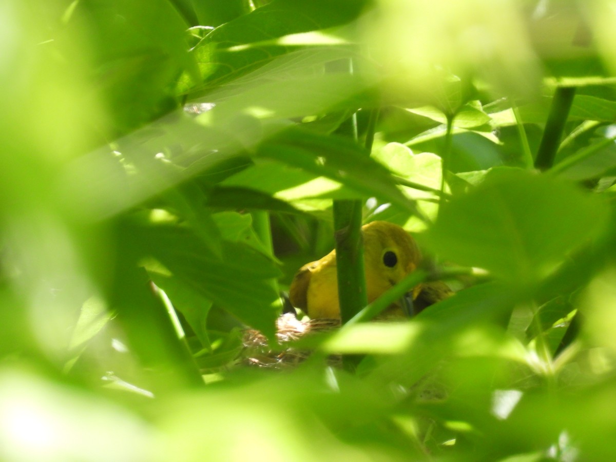 Yellow Warbler - Rich Ziegler