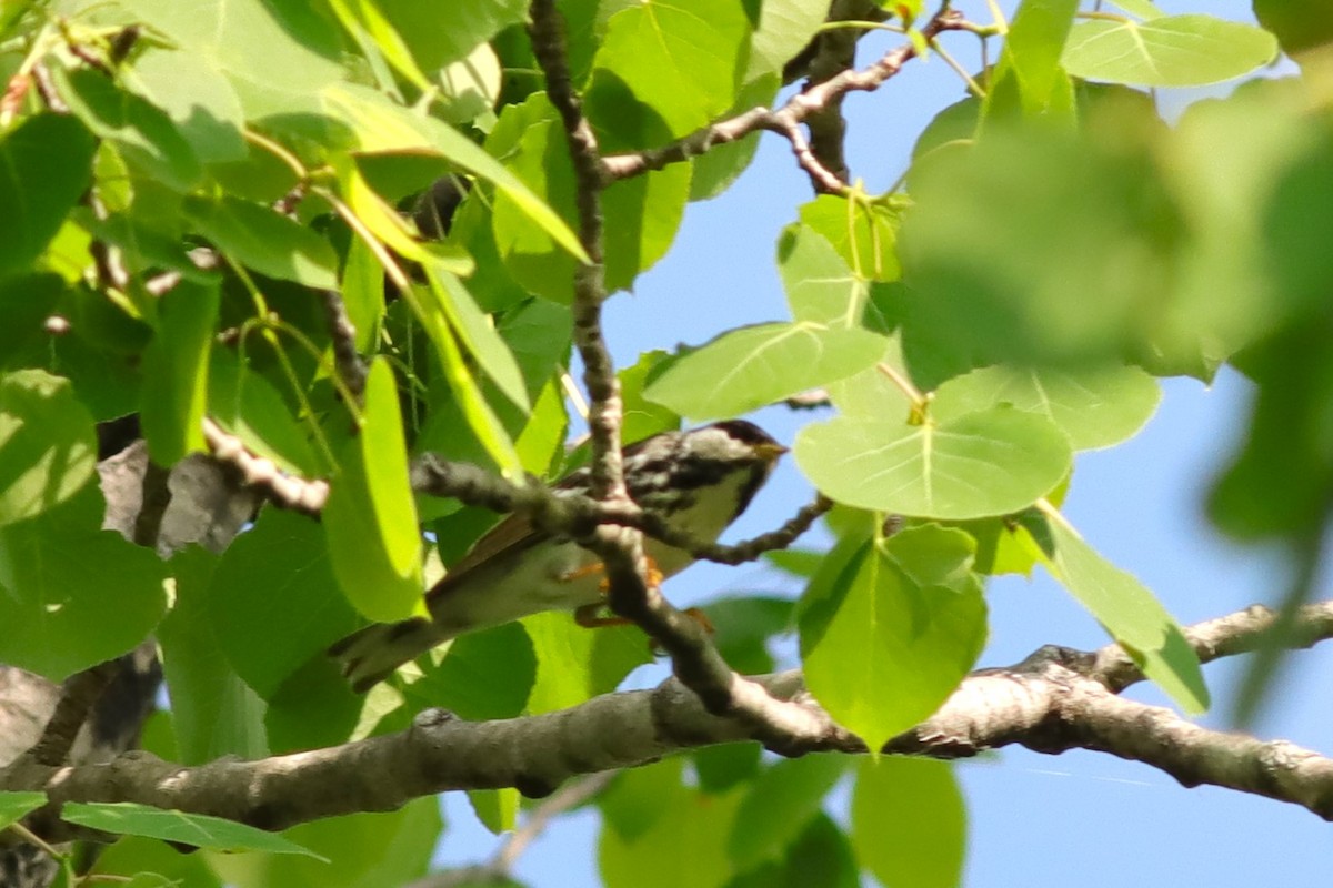 Blackpoll Warbler - Margaret Viens