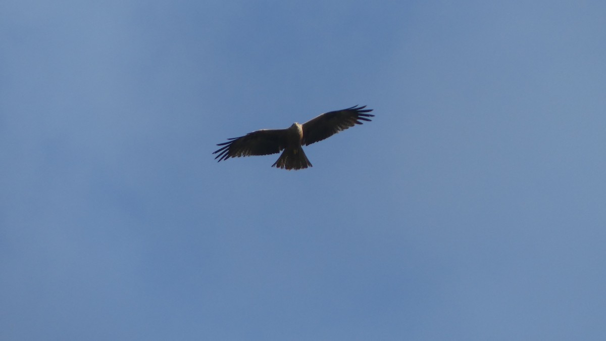 Black Kite - Gabriel  Couroussé