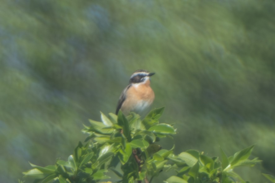 Whinchat - Devin Marshall