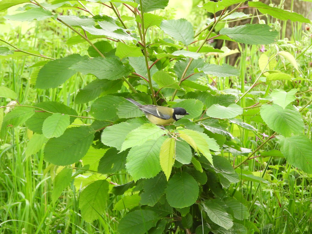 Great Tit - Haydee Huwel