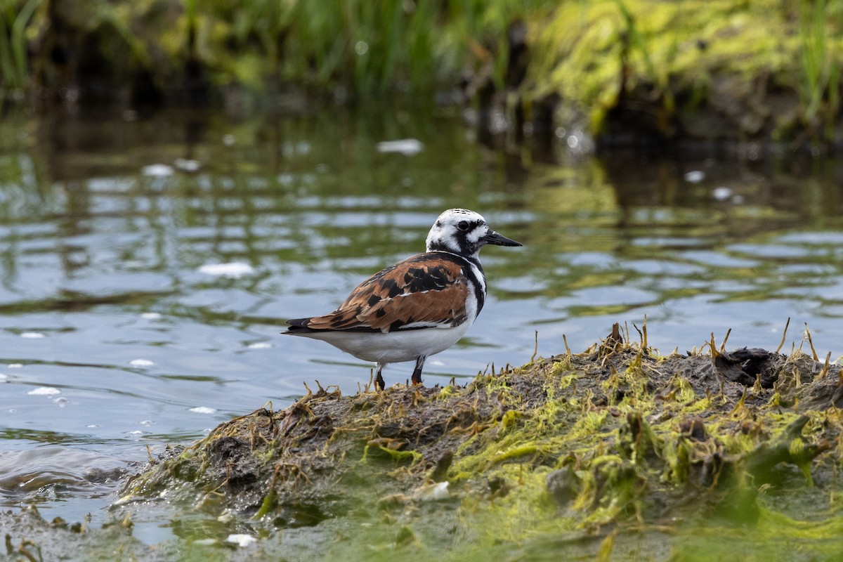 Ruddy Turnstone - Stinky Bird