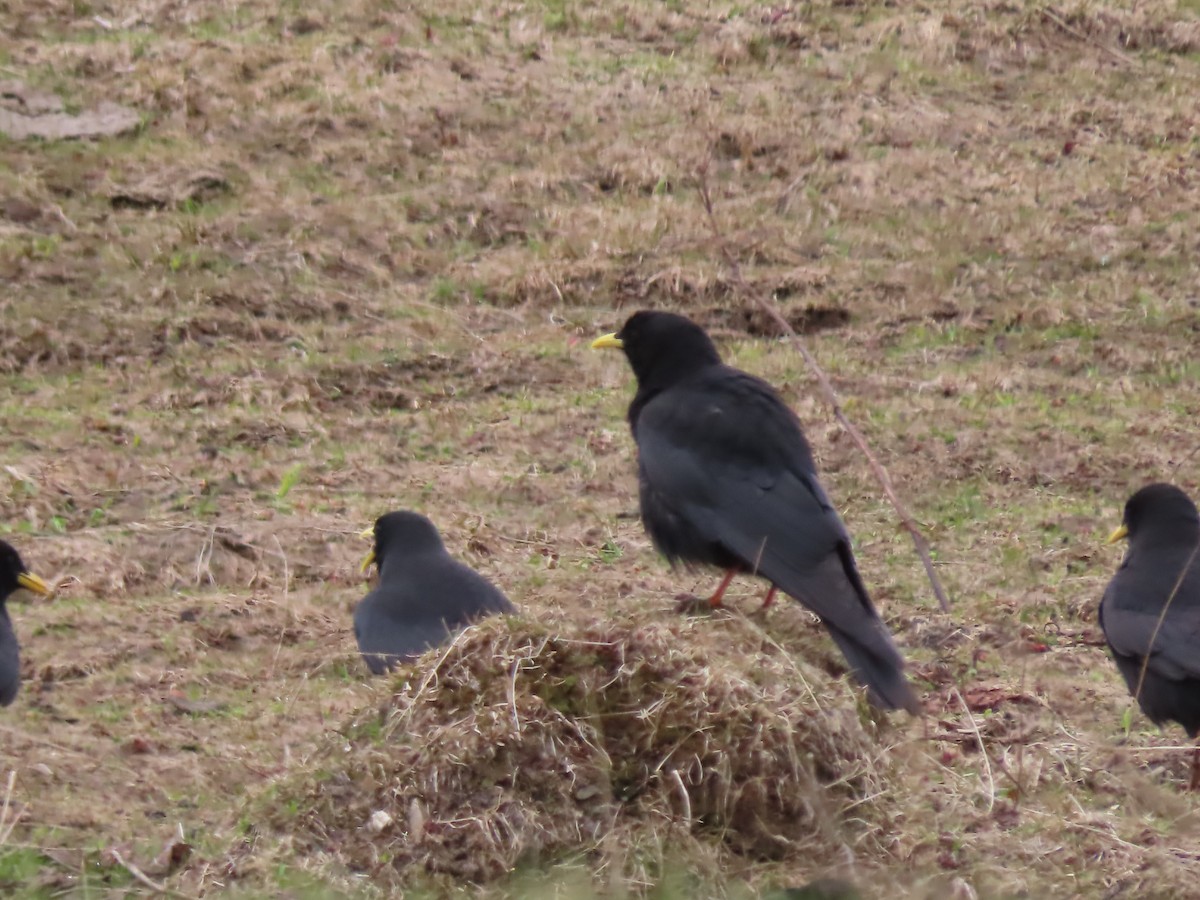 Yellow-billed Chough - Doug Kibbe