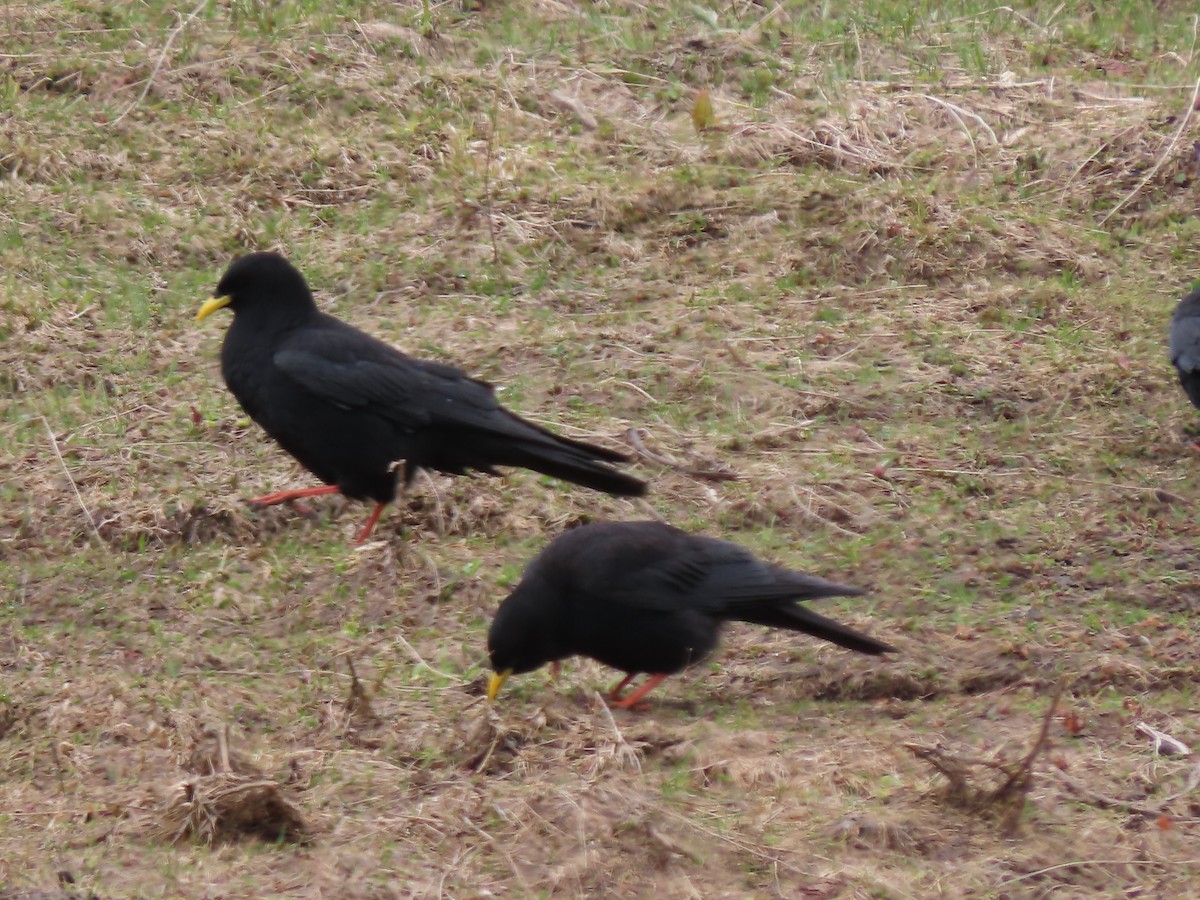 Yellow-billed Chough - Doug Kibbe