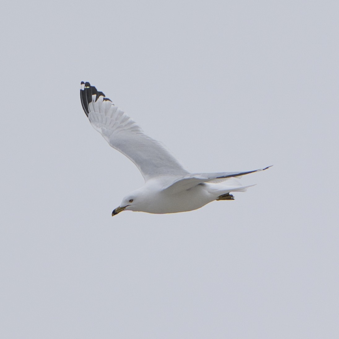 Ring-billed Gull - Guillaume Charette