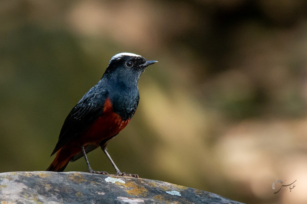 White-capped Redstart - ML619488482