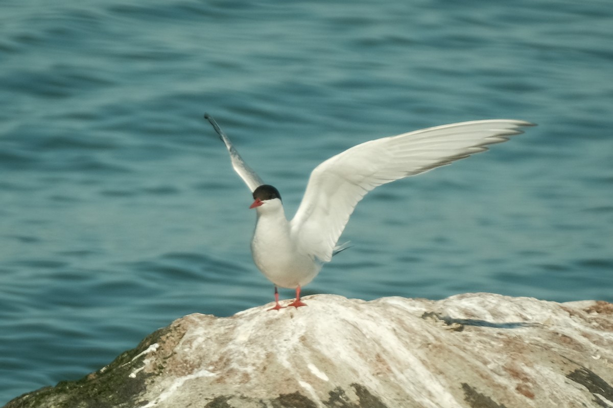Arctic Tern - Devin Marshall