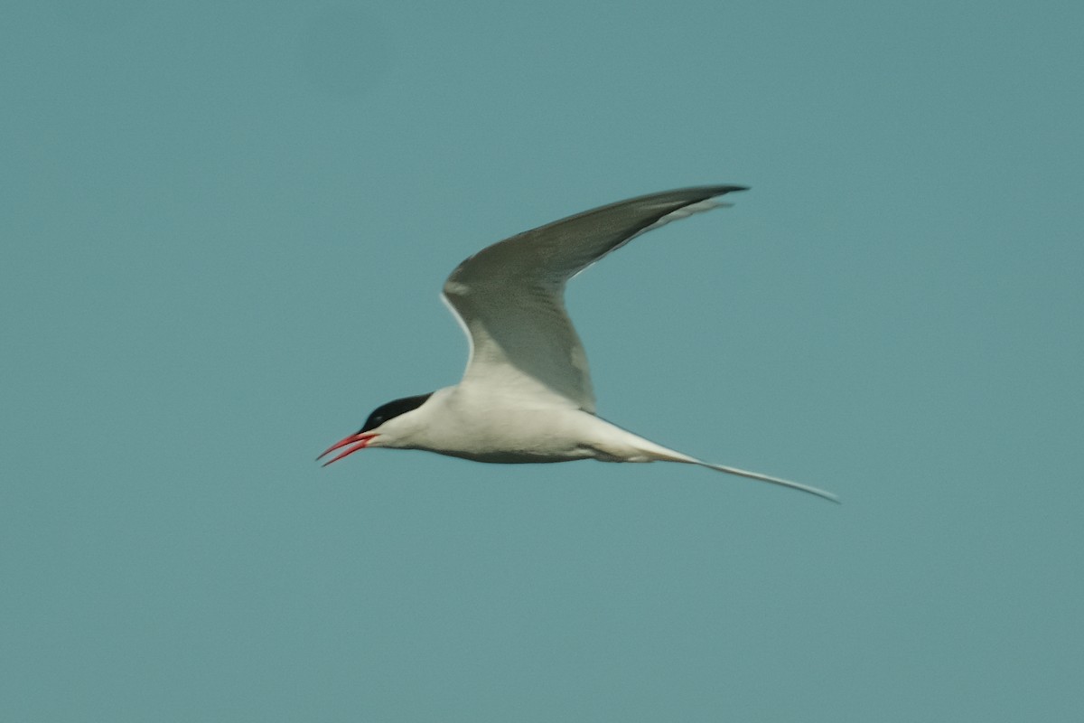 Arctic Tern - Devin Marshall