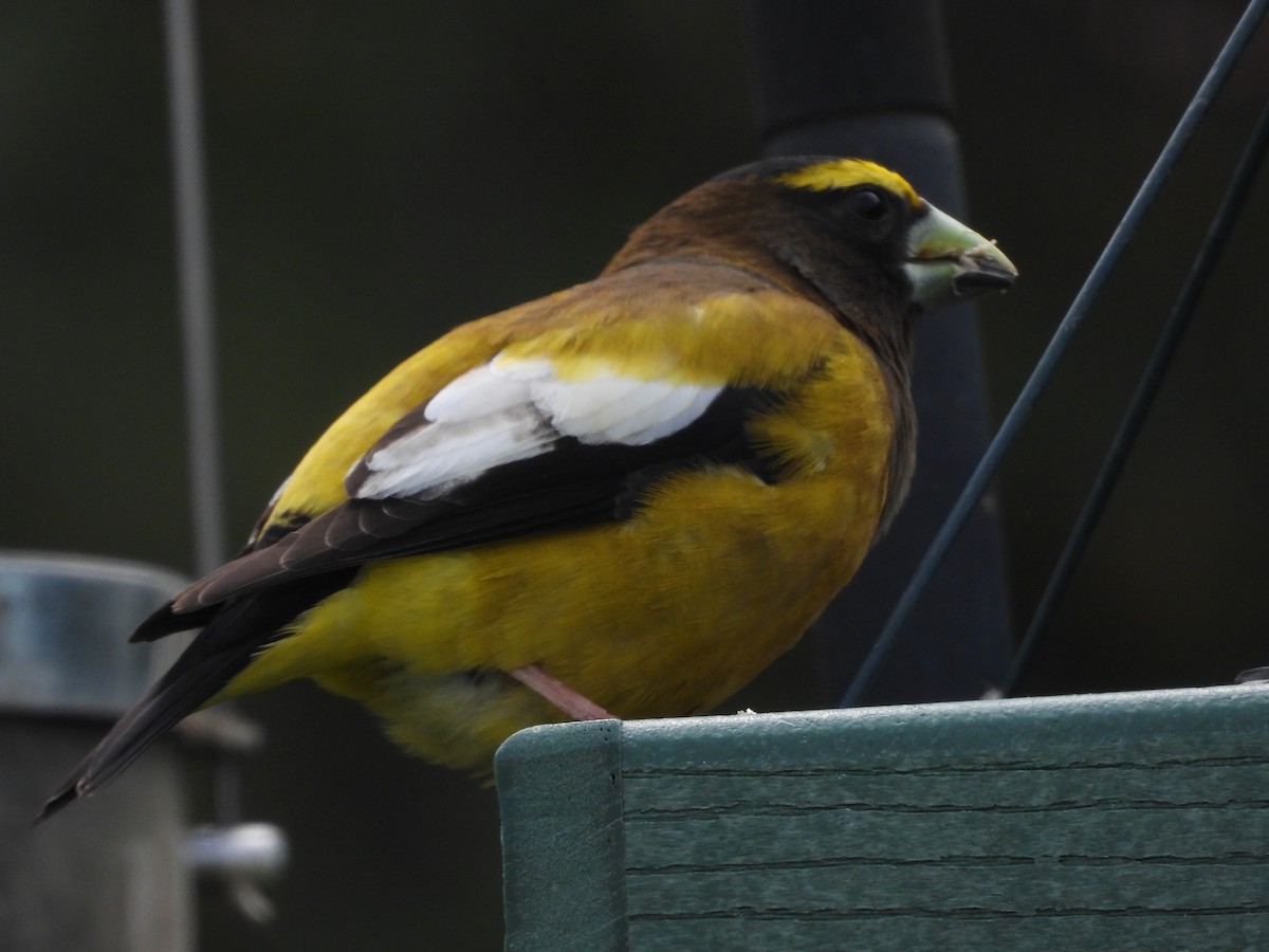 Evening Grosbeak - Alex Takasugi