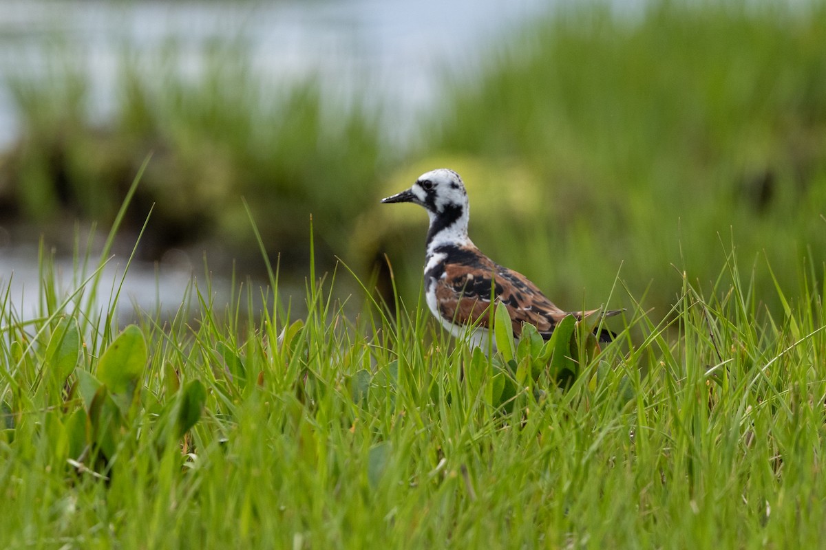 Ruddy Turnstone - Stinky Bird