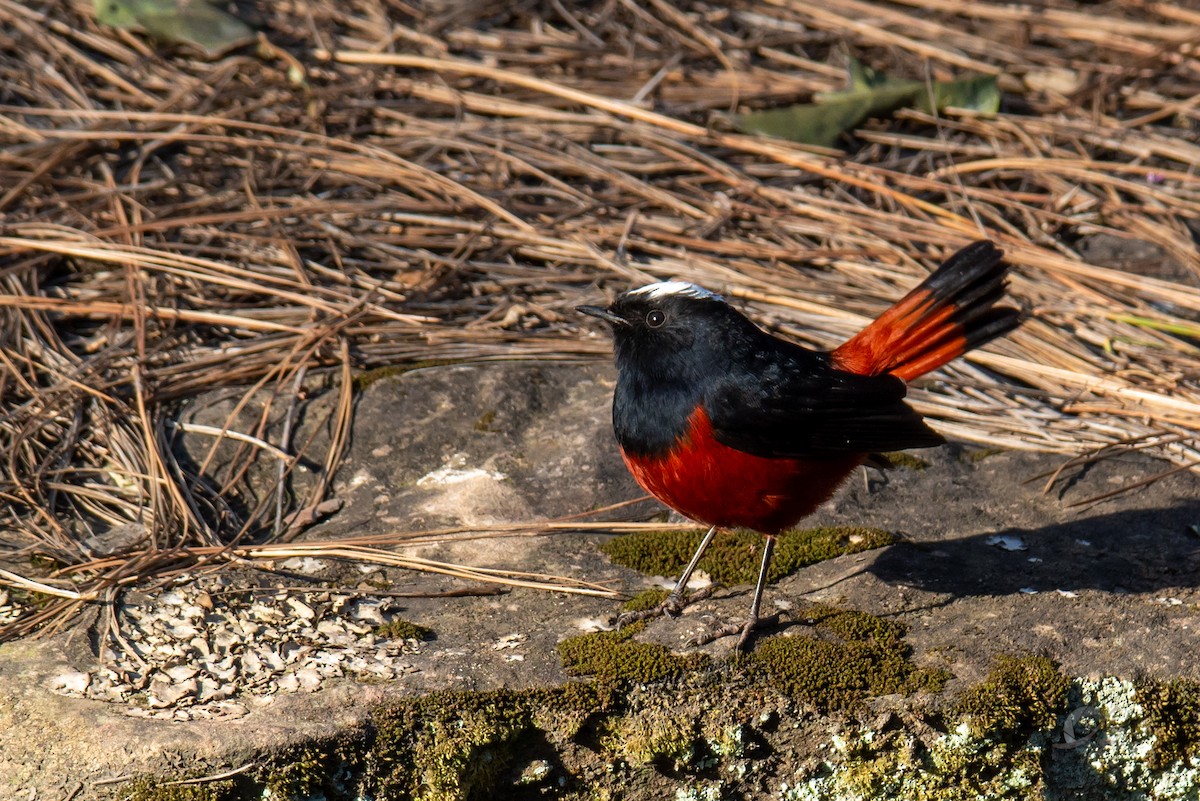 White-capped Redstart - ML619488496