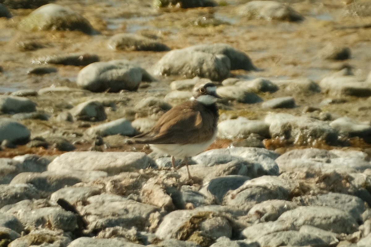 Little Ringed Plover - Devin Marshall