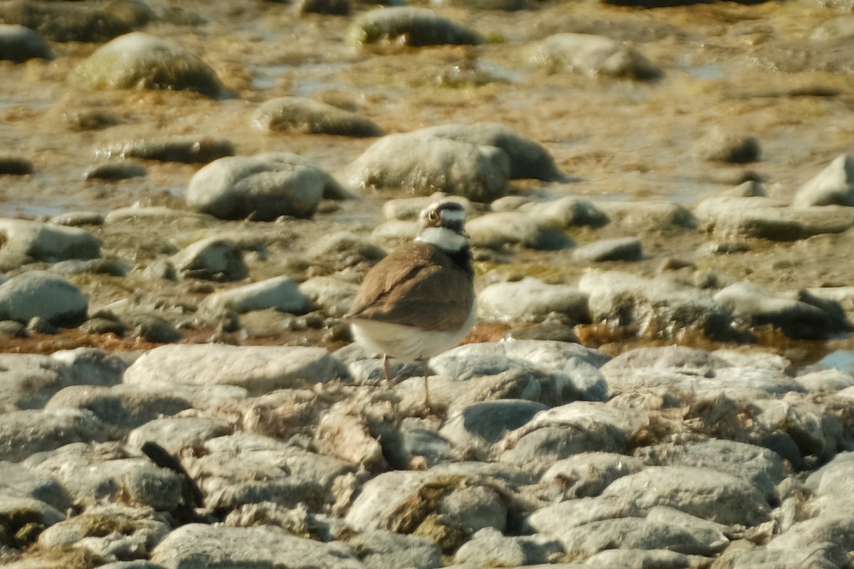 Little Ringed Plover - Devin Marshall