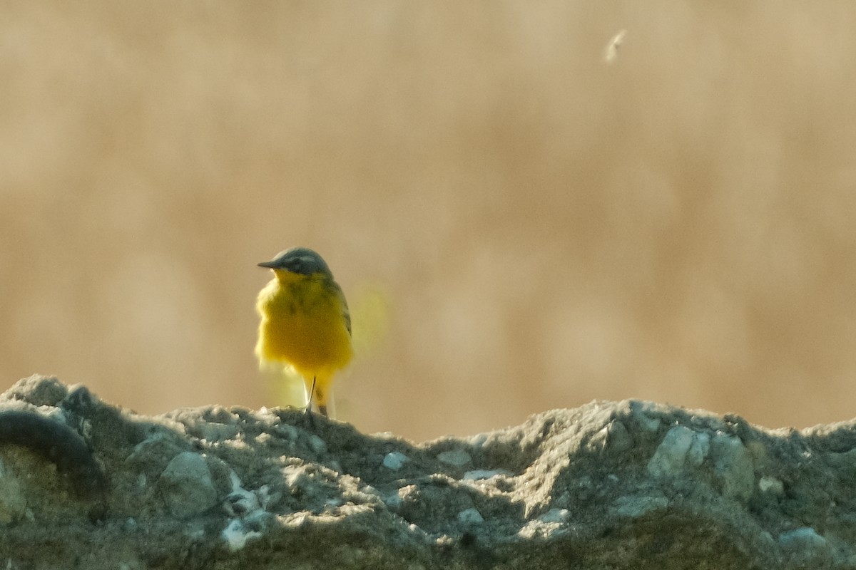 Western Yellow Wagtail - Devin Marshall