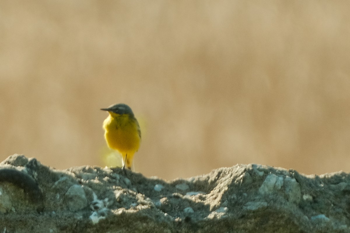 Western Yellow Wagtail - Devin Marshall