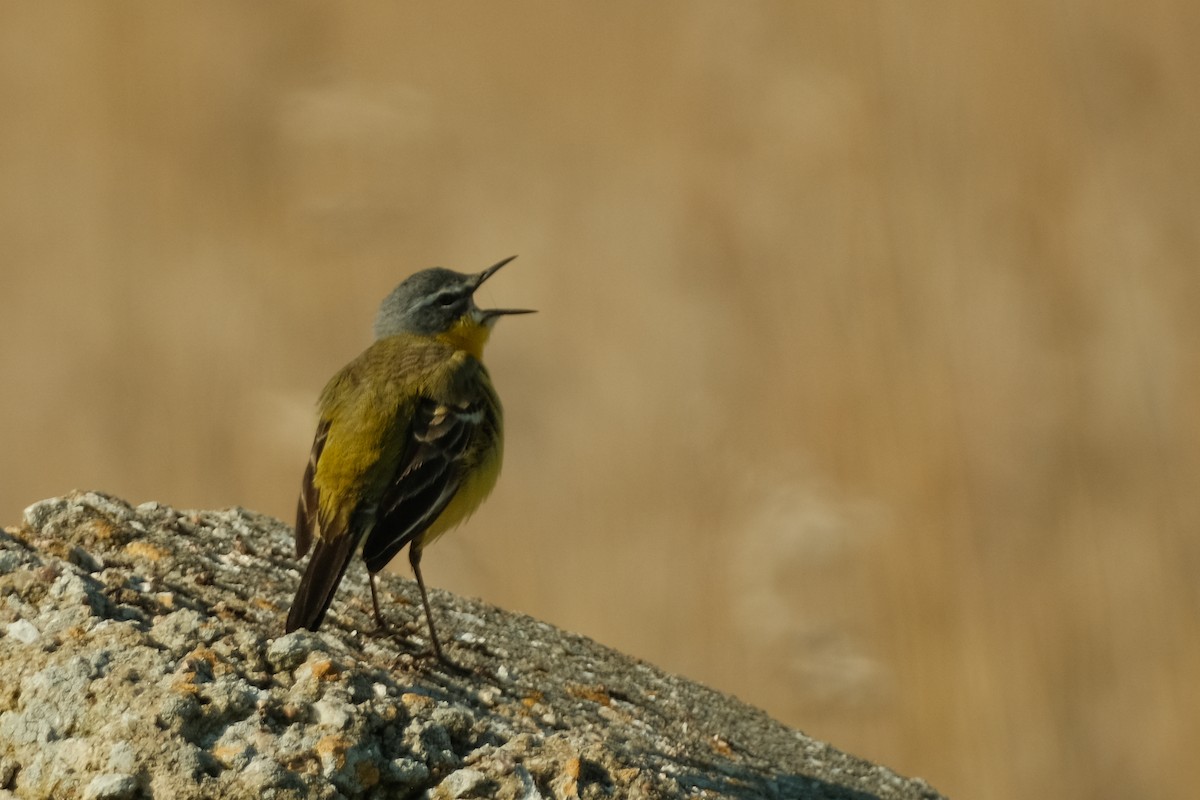 Western Yellow Wagtail - Devin Marshall