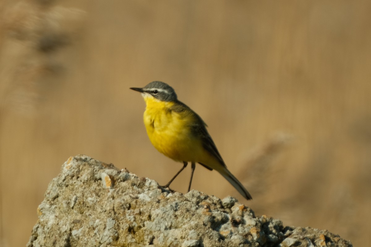 Western Yellow Wagtail - Devin Marshall