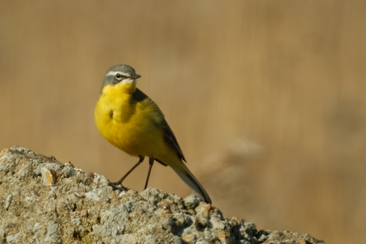 Western Yellow Wagtail - Devin Marshall