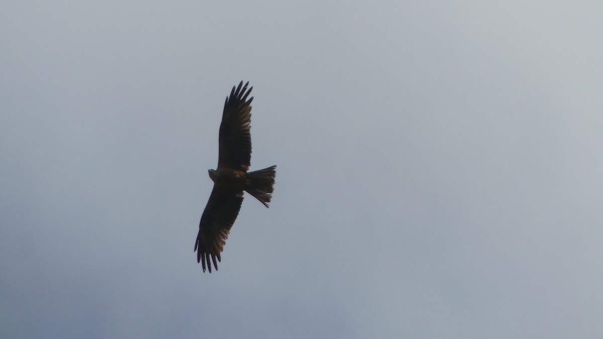 黑鳶 - ML619488510