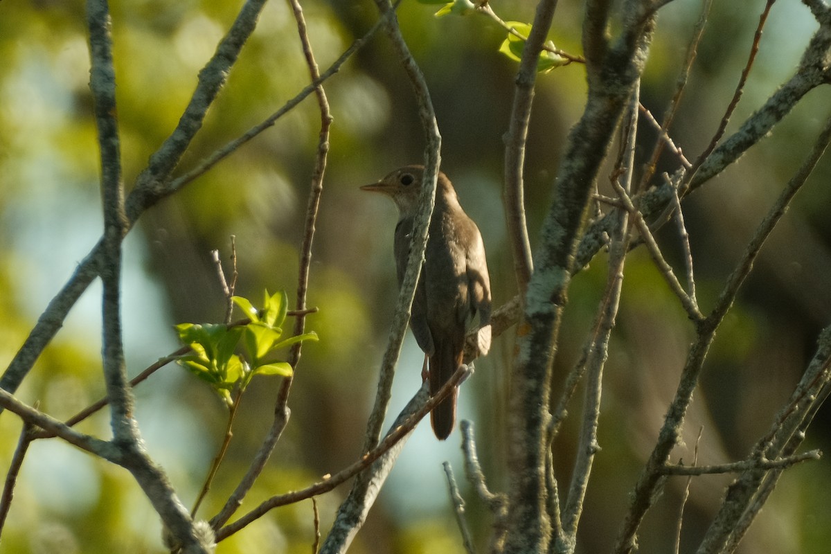 Thrush Nightingale - Devin Marshall