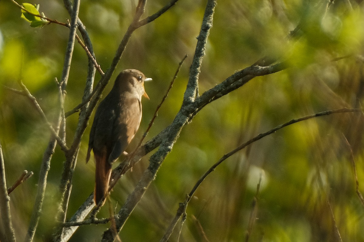 Thrush Nightingale - Devin Marshall