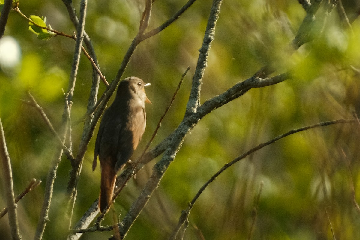 Thrush Nightingale - Devin Marshall