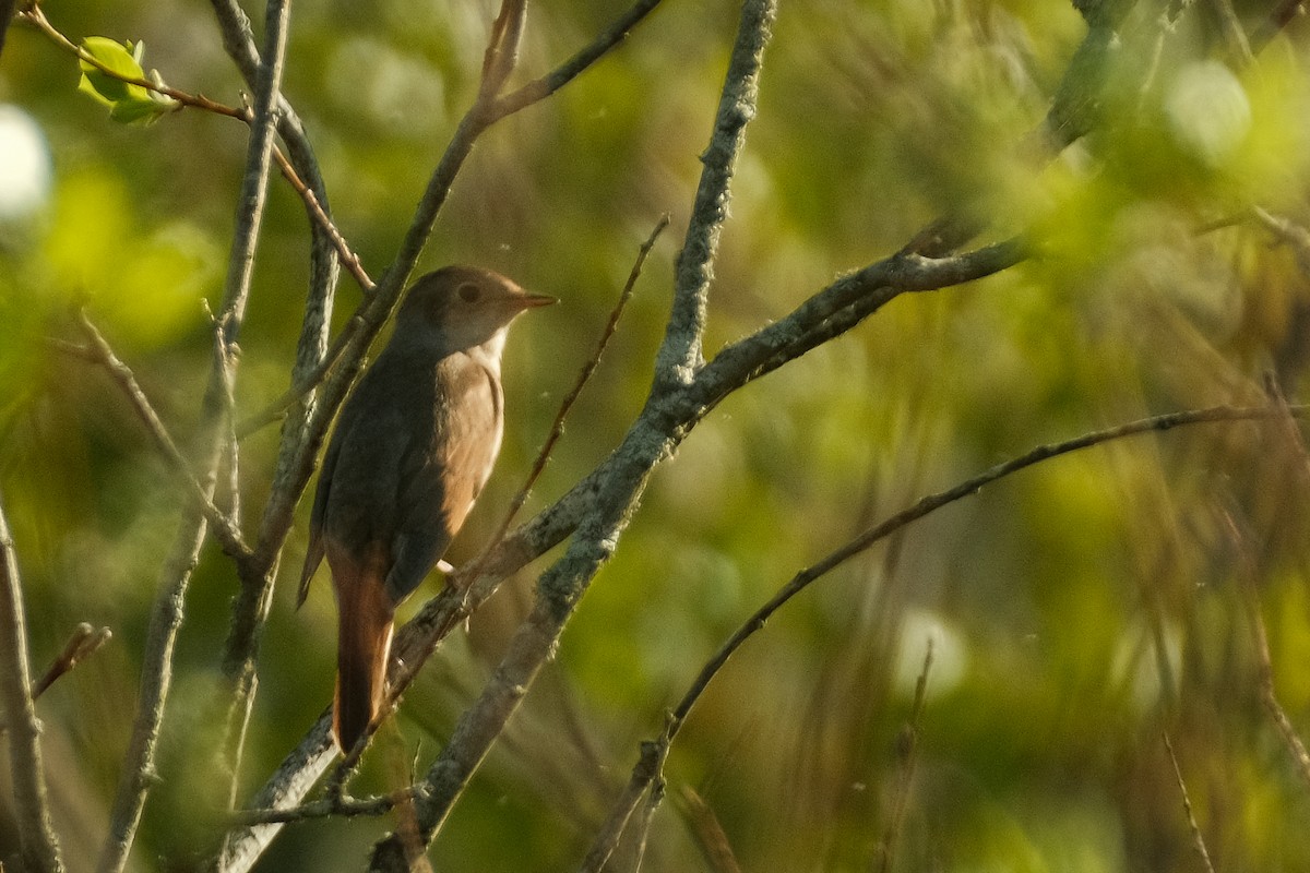 Thrush Nightingale - Devin Marshall